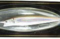Воблер Daiwa TD Pencil 1090F tsuya wakasagi
