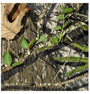 Камуфляжная лента McNett Obsession листва дерево - фото 3