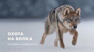Охота на волка: способы, оружие на волка и сроки охоты