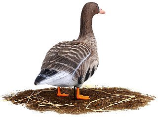 Подсадной гусь North Way белолобый Живое Перо набор 10шт - фото 19