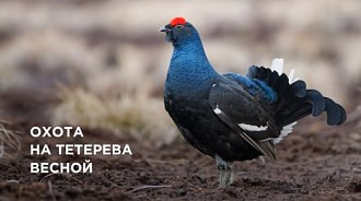 Охота на тетерева весной