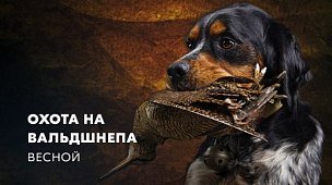 Охота на вальдшнепа весной
