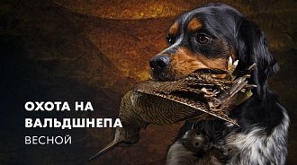 Охота на вальдшнепа весной