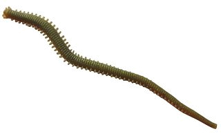 Приманка Berkley Gulp Alive Sandworm 6" 320гр Camo - фото 1