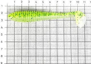 Приманка Keitech виброхвост Swing impact fat 3,8" Pal 02 Lime chart shad - фото 2