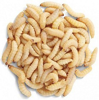 Опарыш Казанский