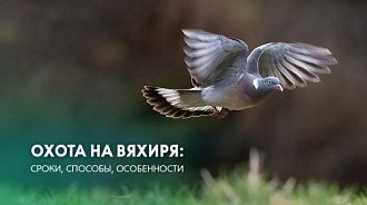 Охота на вяхиря: с чучелами, скрадом, с подхода, на перелетах