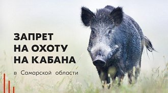 Запрет охоты на кабана в Самарской области
