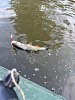 Уловистые воблеры на голавля