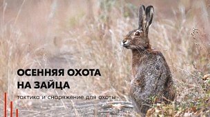 Осенняя охота на зайца: тактика и снаряжение для охоты