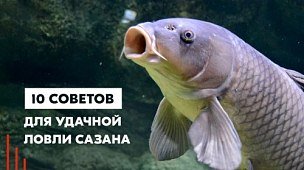 10 советов для удачной ловли сазана