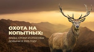 Охота на копытных: виды, сроки и способы добычи в 2025 году