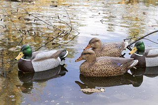 Подсадная утка кряква Flambeau Classic Mallard комплект 12шт - фото 9