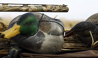 Ружье Franchi Affinity 3 Max5 12х76 710мм - фото 3