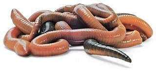 Червь Аквариус Выползок(гробак)